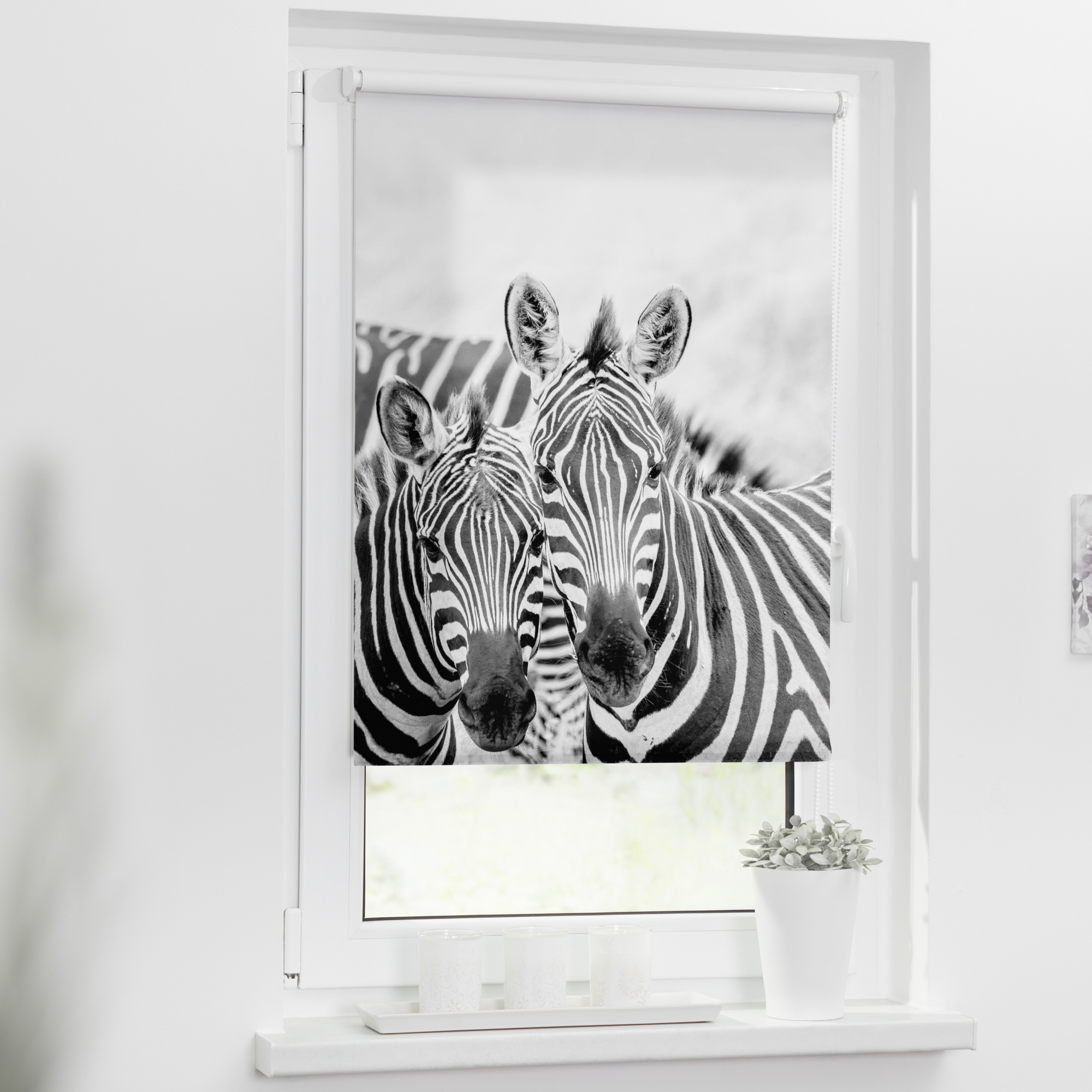 Sonnenschutz, Motiv, Druck, Print, zebra, Rollo mit Motiv Zebra, KRT.045.150.372, Lichtblick