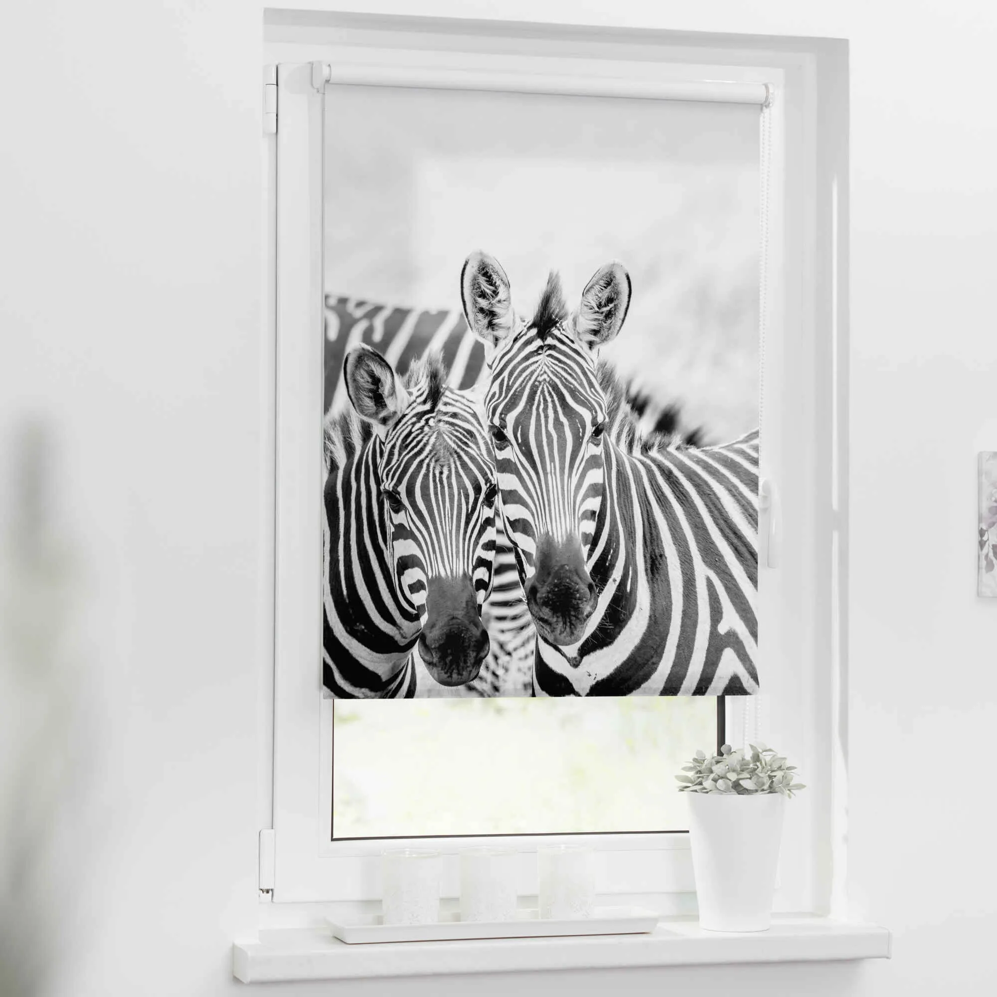 Rollo mit Motiv Zebra