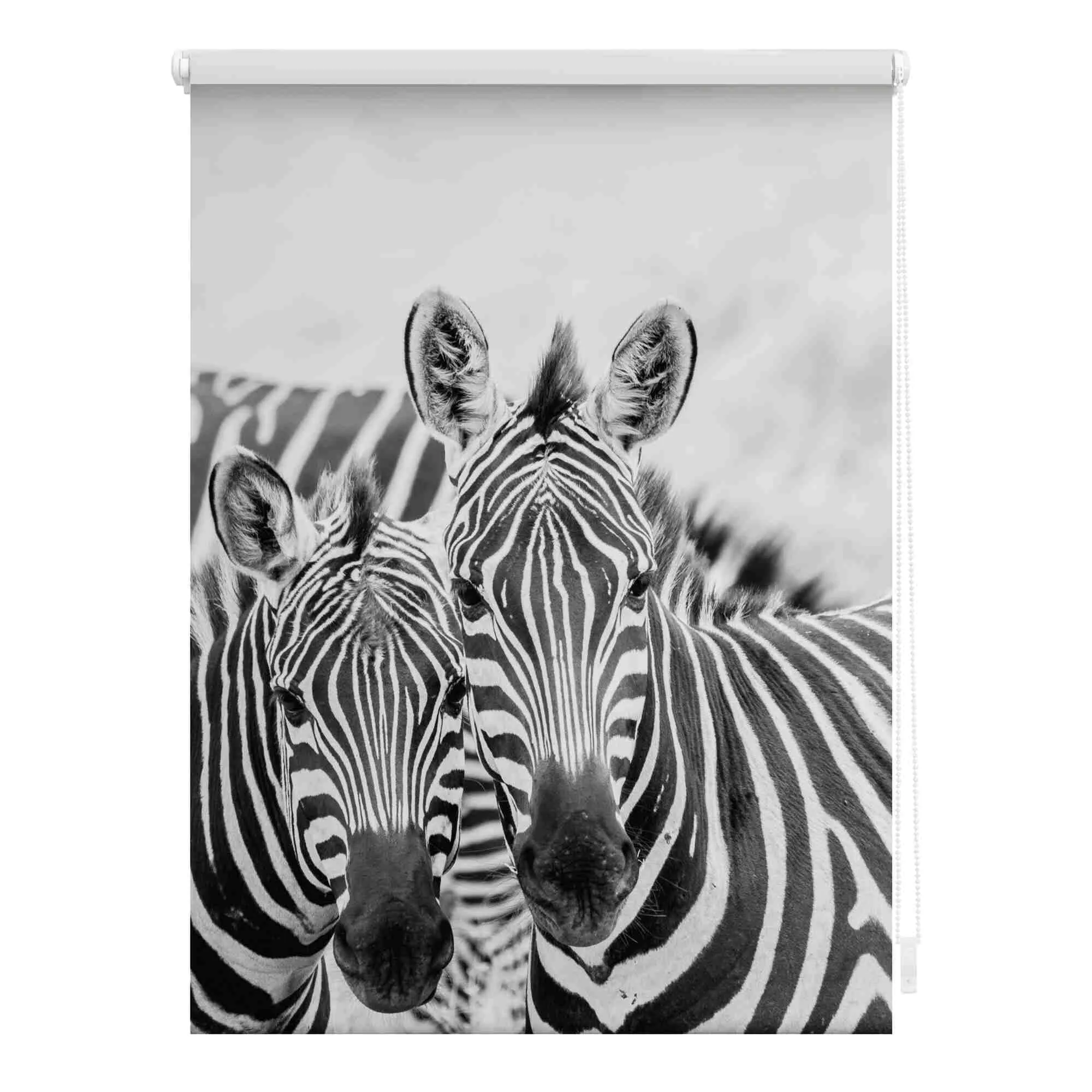 Rollo mit Motiv Zebra